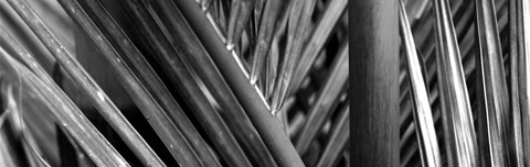 Framed Detail of palm leaves, Hawaii Islands, Hawaii Print