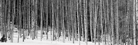 Framed Aspen trees in a forest, Chama, New Mexico Print