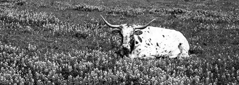 Framed Texas Longhorn Cow Sitting On A Field, Hill County, Texas Print