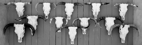 Framed Cow skulls hanging on planks, Taos, New Mexico Print