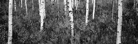 Framed Aspen trees in a forest, Shadow Mountain, Grand Teton National Park, Wyoming Print