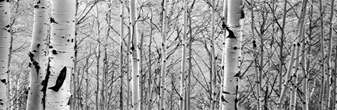 Framed Aspen trees in a forest BW Print