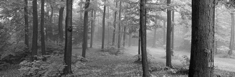 Framed Chestnut Ridge Park, Orchard Park, NY Print