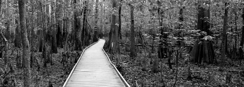 Framed Boardwalk passing through a forest, Congaree National Park, South Carolina Print