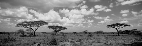 Framed Acacia trees on a landscape, Lake Ndutu, Tanzania Print