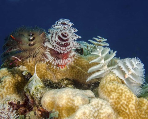Framed Multiple Christmas Tree worms, Curacao Print