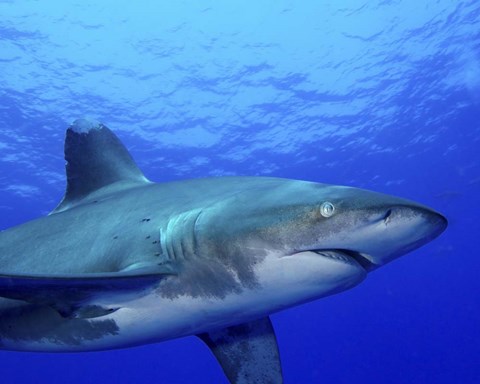 Framed Close-up side view of an Oceanic Whitetip Shark Print