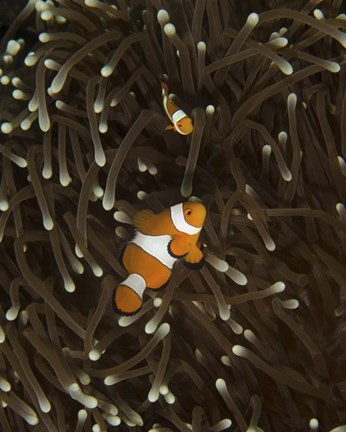 Framed Pair of Anemonefish, Manado, Indonesia Print