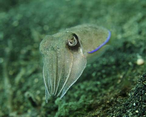 Framed Golden Cuttlefish, Lembeh Strait, Indonesia Print