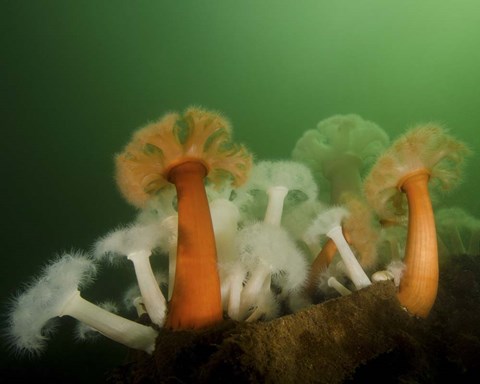 Framed Plumose Anemone in Puget Sound in Seattle Print