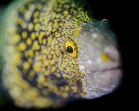 Framed Snowflake Moray Eel in Costa Rica Print