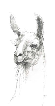 Framed Bianca Pencil Print