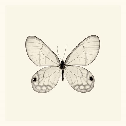 Framed Butterfly I Print