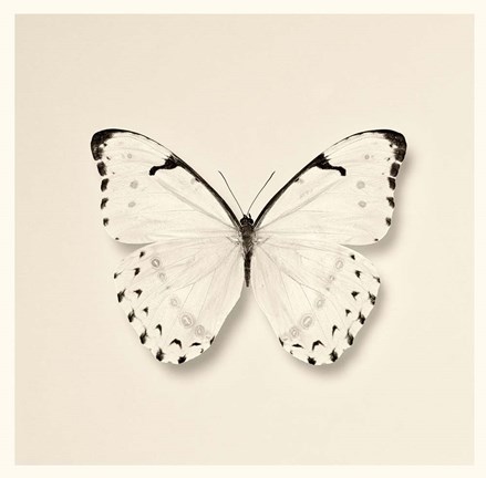 Framed Butterfly II Print