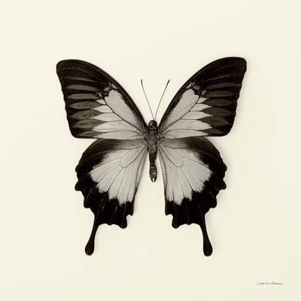Framed Butterfly III Print