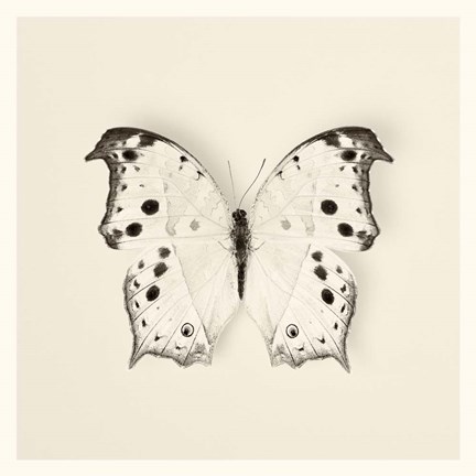 Framed Butterfly IV Print