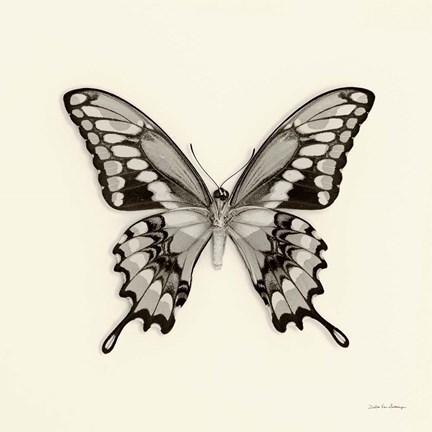 Framed Butterfly VI Print