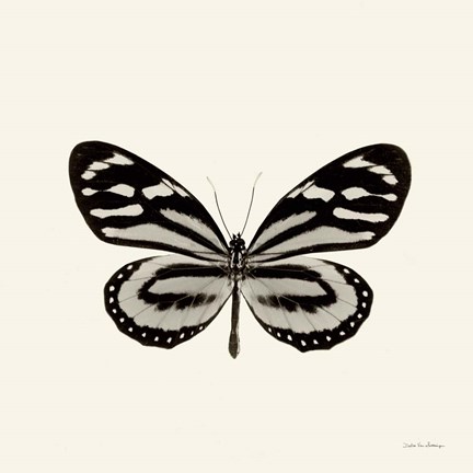 Framed Butterfly VIII Print