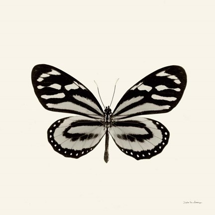 Framed Butterfly VIII Print