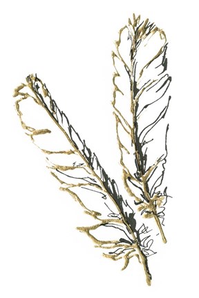 Framed Gilded Red Tailed Hawk Feather Print