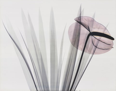 Framed Flamingo Print