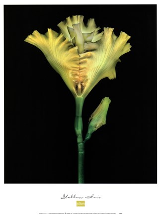 Framed Yellow Iris Print