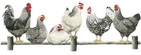 Framed Hens, White Background Print