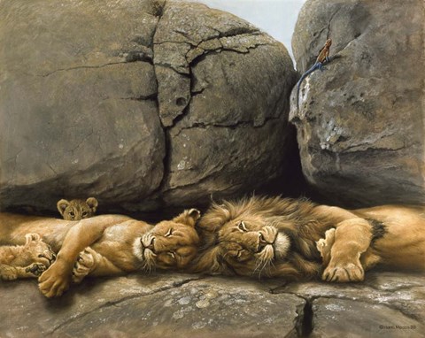 Framed Two Lions Head To Head Print