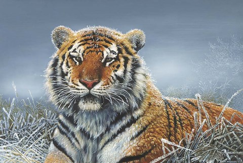 Framed Tiger In Snow Print