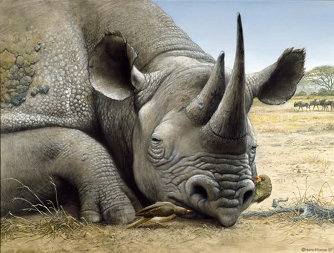 Framed Black Rhino Print