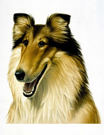 Framed Smiling Colli Print