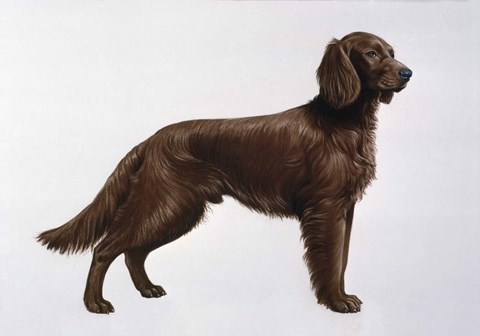 Framed Irish Setters Print