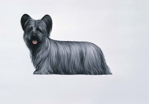 Framed Sky Terrier Print