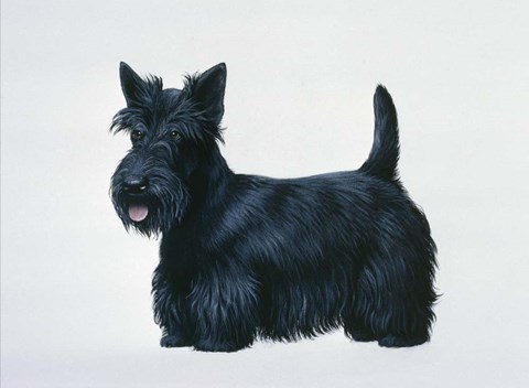 Framed Scottish Terrier Print