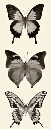 Framed Butterfly BW Panel I Print