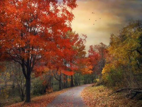 Framed Autumn Maples Print