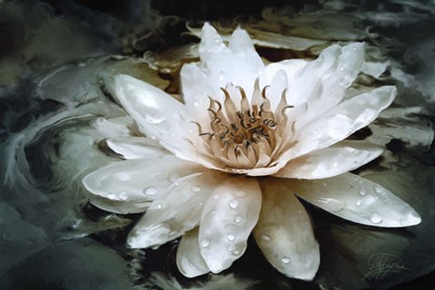 Framed Lily Light Print