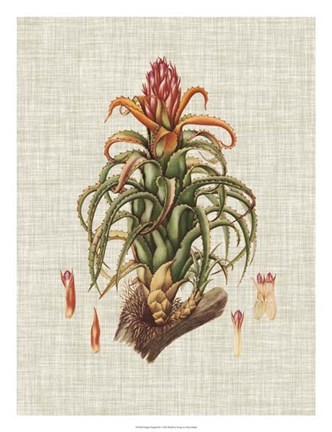 Framed Elegant Tropicals IV Print