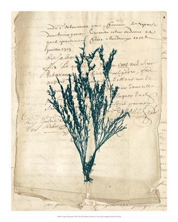 Framed Vintage Teal Seaweed VIII Print