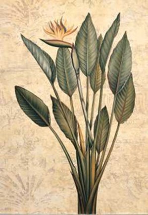 Framed Palms of the Tropics III Print