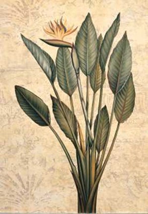 Framed Palms of the Tropics III Print