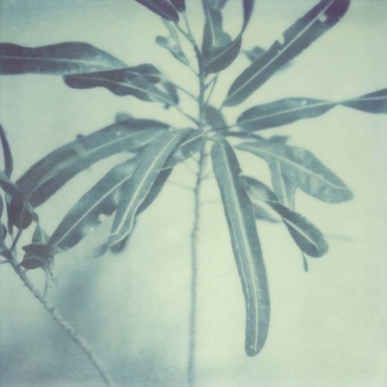 Framed Color Shade VIII Print