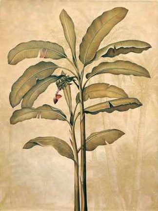 Framed Palms of the Tropics II Print