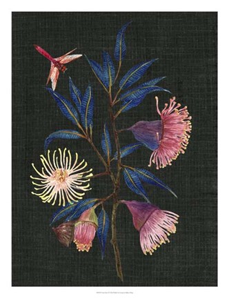 Framed Gum Nuts I Print