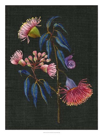 Framed Gum Nuts II Print