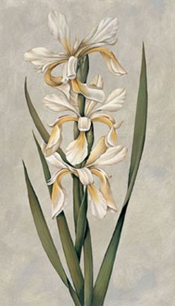 Framed Decorative Irises II Print