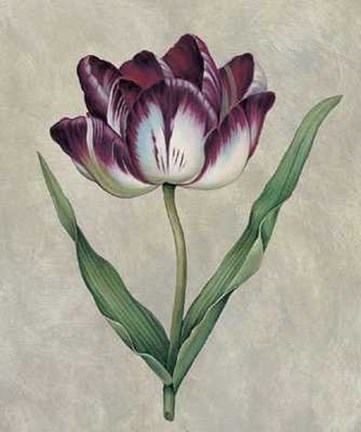 Framed Parrot Tulip II Print