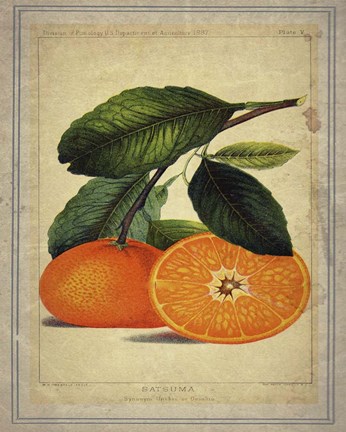 Framed Oranges 1 Print