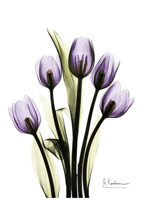Framed Regal Tulip B13 Print