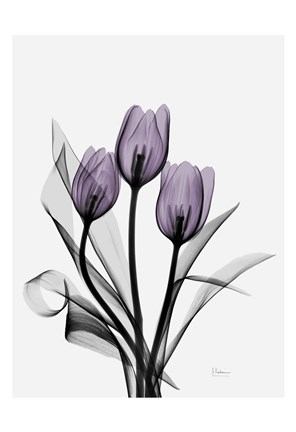 Framed Three Purple Tulips H14 Print
